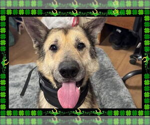 German Shepherd Dog Dogs for adoption in Ojai, CA, USA