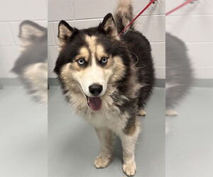 Siberian Husky Dogs for adoption in St. Cloud, FL, USA