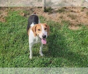 Mutt Dogs for adoption in Murfreesboro, NC, USA