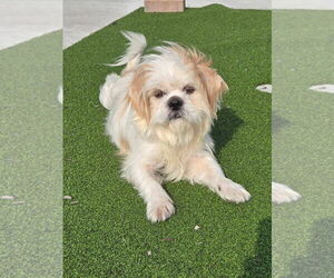 Shih Tzu-Unknown Mix Dogs for adoption in New London, WI, USA