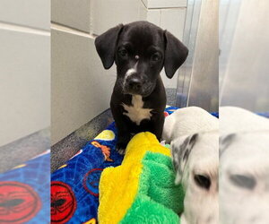 Labrador Retriever-Unknown Mix Dogs for adoption in Waterford, VA, USA