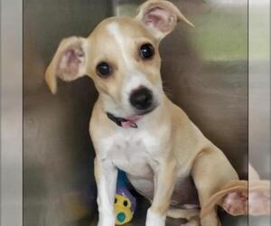 Chihuahua Dogs for adoption in Austin, TX, USA