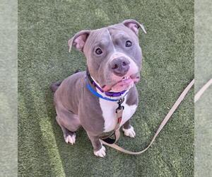 Mutt Dogs for adoption in Las Vegas, NV, USA