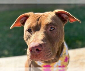 American Pit Bull Terrier-Unknown Mix Dogs for adoption in Tulsa, OK, USA