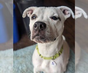 Bullboxer Pit Dogs for adoption in Stanwood, WA, USA