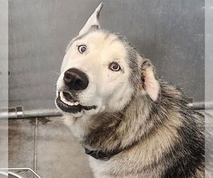 - Mix Dogs for adoption in Tavares, FL, USA