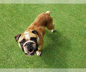 Bulldog Dogs for adoption in Raleigh, NC, USA