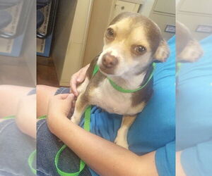 Chihuahua-Unknown Mix Dogs for adoption in Amarillo, TX, USA