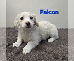 Spaniel-Unknown Mix Dogs for adoption in Modesto, CA, USA