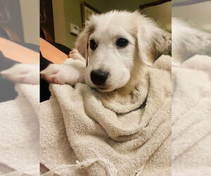 Great Pyrenees Dogs for adoption in Doylestown, PA, USA