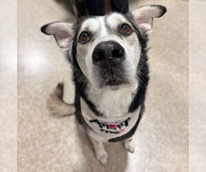 Siberian Husky-Unknown Mix Dogs for adoption in Fargo, ND, USA