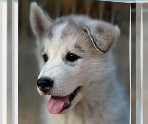 Siberian Husky Dogs for adoption in Hemet, CA, USA