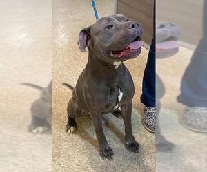 American Pit Bull Terrier Dogs for adoption in Westminster, MD, USA