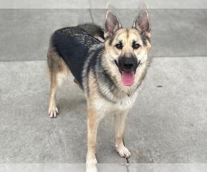 German Shepherd Dog Dogs for adoption in Berkeley , CA, USA