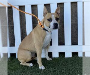 American Pit Bull Terrier-Unknown Mix Dogs for adoption in Modesto, CA, USA
