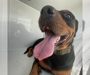 Rottweiler Dogs for adoption in Houston, TX, USA