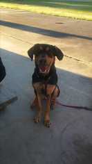 Black and Tan Coonhound-German Shepherd Dog Mix Dogs for adoption in Spring , TX, USA