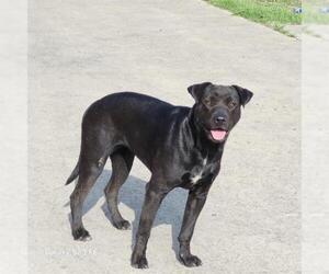 American Staffordshire Terrier-Unknown Mix Dogs for adoption in San Antonio, TX, USA