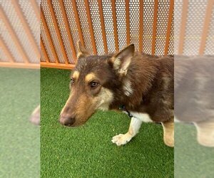 German Shepherd Dog-Huskies  Mix Dogs for adoption in Las Vegas, NV, USA