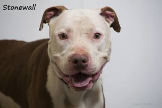 American Pit Bull Terrier-Unknown Mix Dogs for adoption in Beckley, WV, USA