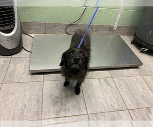 Mutt Dogs for adoption in Grand Prairie, TX, USA