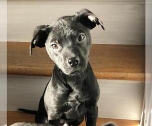 Mutt Dogs for adoption in Tonawanda, NY, USA