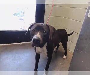 Labrador Retriever-Unknown Mix Dogs for adoption in Tulsa, OK, USA