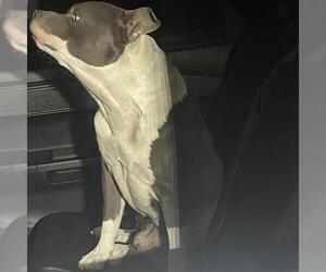 American Staffordshire Terrier-Unknown Mix Dogs for adoption in San Antonio, TX, USA
