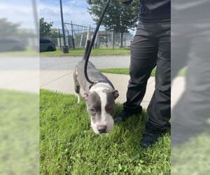 American Pit Bull Terrier Dogs for adoption in Glen Allen, VA, USA