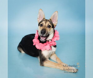 German Shepherd Dog-Unknown Mix Dogs for adoption in Corona, CA, USA
