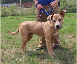 Mastador Dogs for adoption in Louisville, KY, USA