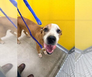 Great Dane-Unknown Mix Dogs for adoption in Temple, TX, USA