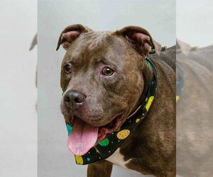 Mutt Dogs for adoption in Sanford, FL, USA