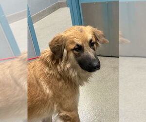 Great Pyrenees-Unknown Mix Dogs for adoption in Las Vegas, NV, USA