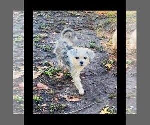 Mutt Dogs for adoption in Spring, TX, USA