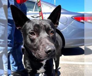 German Shepherd Dog-Unknown Mix Dogs for adoption in Alameda, CA, USA