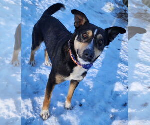 Mutt Dogs for adoption in Clarkston, MI, USA