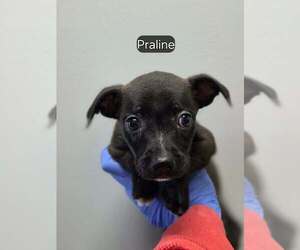 Boston Huahua Dogs for adoption in New York, NY, USA