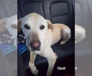 Labrador Retriever Dogs for adoption in Hernando, MS, USA