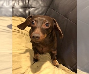 Dachshund Dogs for adoption in Bellevue, WA, USA
