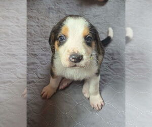 Mutt Dogs for adoption in Roxboro, NC, USA