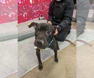 American Pit Bull Terrier-Unknown Mix Dogs for adoption in Strongsville, OH, USA