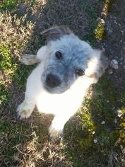 Border-Aussie Dogs for adoption in Jefferson, TX, USA