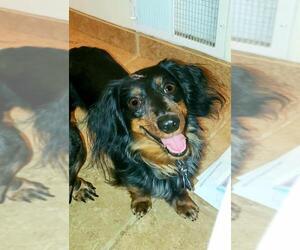 Dachshund Dogs for adoption in Princeton, MN, USA