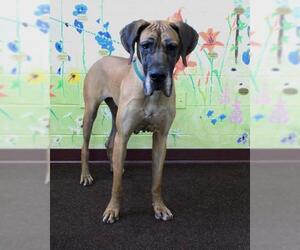 Great Dane Dogs for adoption in Waynesboro, PA, USA