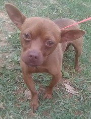 Chiweenie Dogs for adoption in Ceres, VA, USA