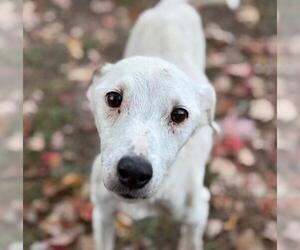 Parson Russell Terrier Dogs for adoption in Tulsa, OK, USA