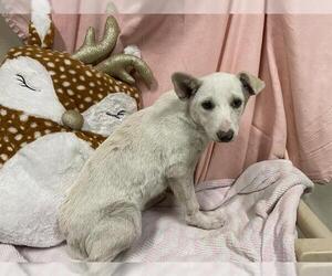 German Shepherd Dog-Unknown Mix Dogs for adoption in Modesto, CA, USA