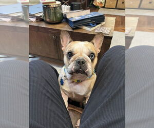 French Bulldog-Unknown Mix Dogs for adoption in Brooklyn, NY, USA