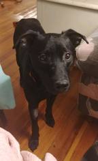 Labrador Retriever-Unknown Mix Dogs for adoption in Templeton, MA, USA